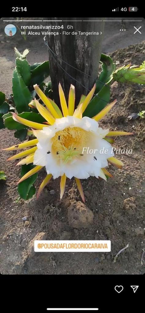 Pousada Flor Do Rio Caraiva Luaran gambar